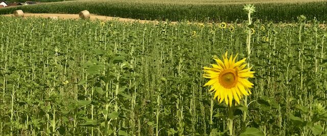 Shedding Sunshine